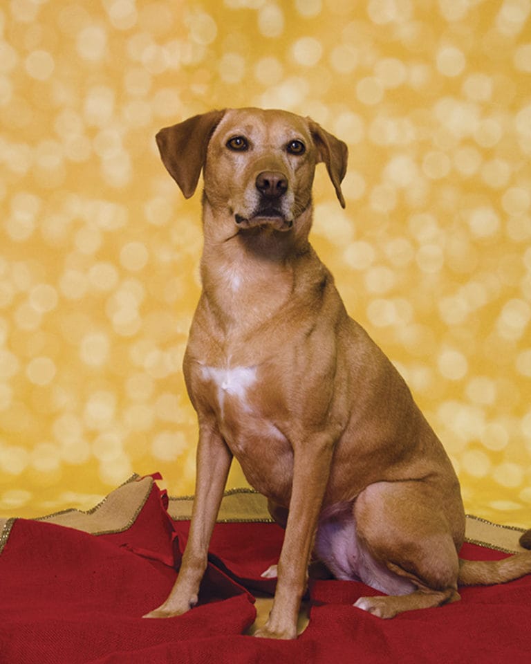 Ella Bella Gold Bokeh Baby Photoshoot Background 4ft